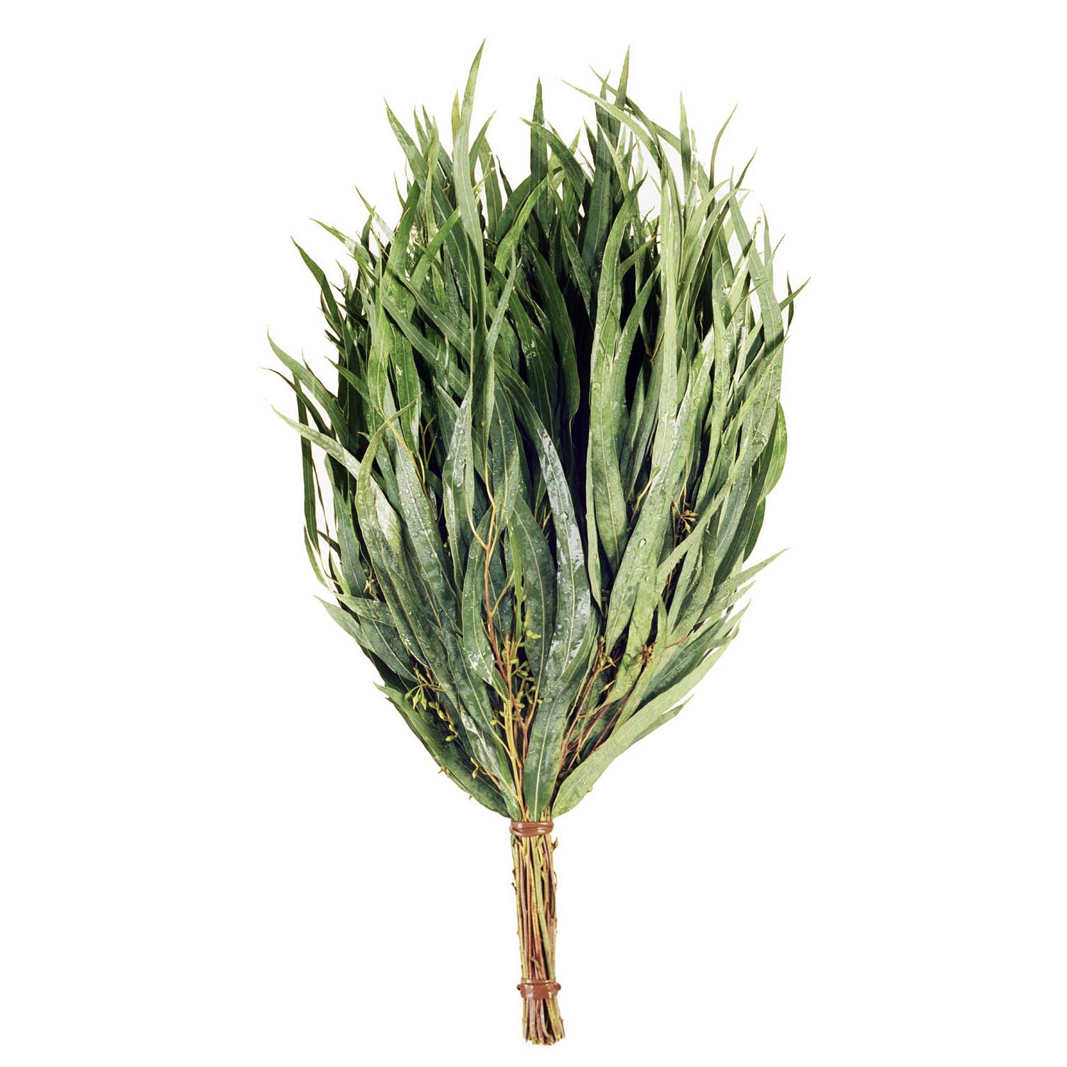 eucalyptuswhisk.jpg